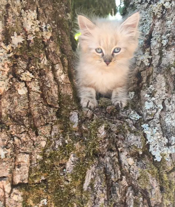 Chaton Sib&eacute;rien Neva 1