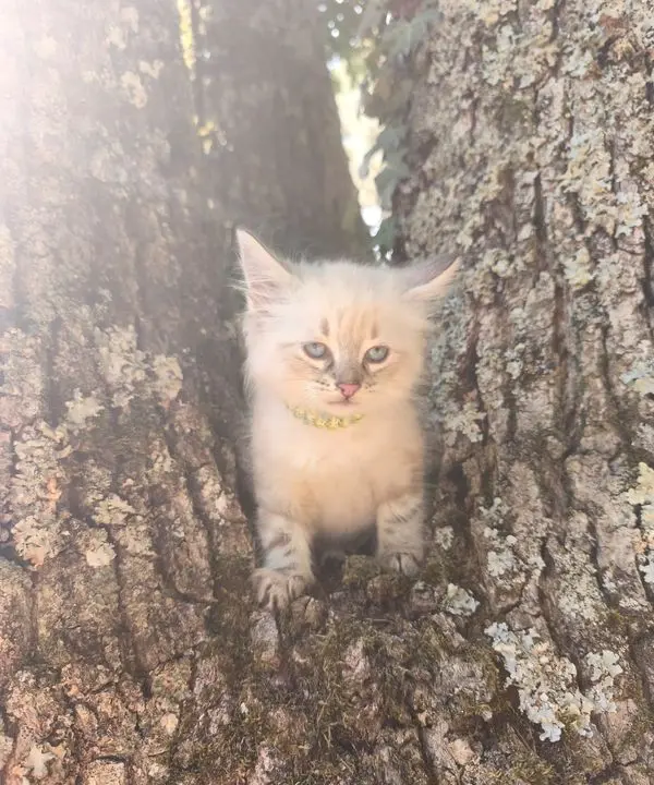 Chaton Sib&eacute;rien Neva 2