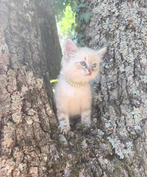 Chaton Sib&eacute;rien Neva 3