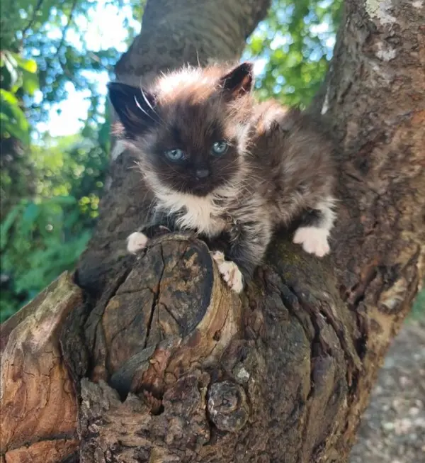 Chaton Sib&eacute;rien m&acirc;le LOOF 1