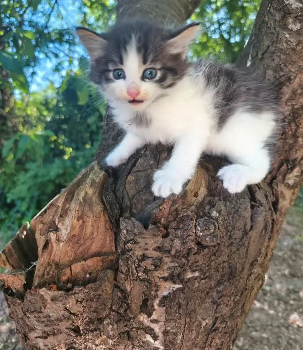 Chaton Sib&eacute;rien LOOF 1