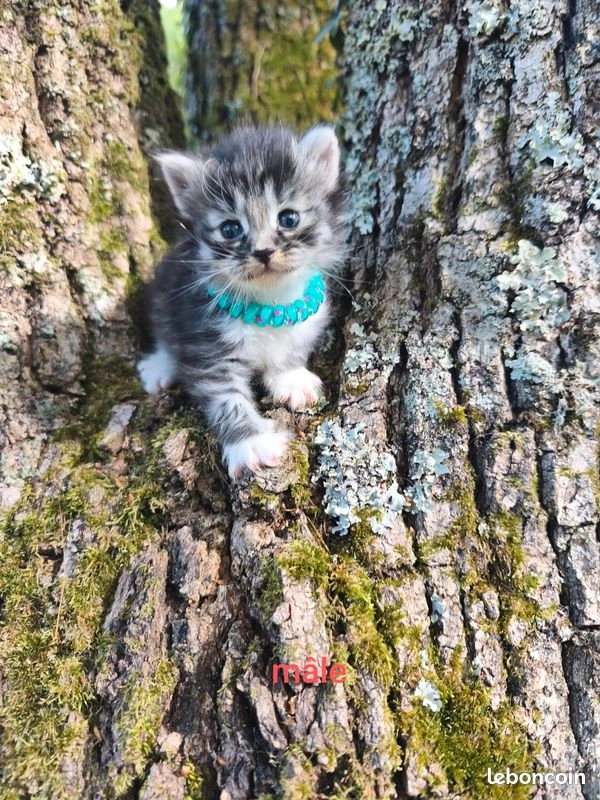 Chaton Sib&eacute;rien LOOF 1