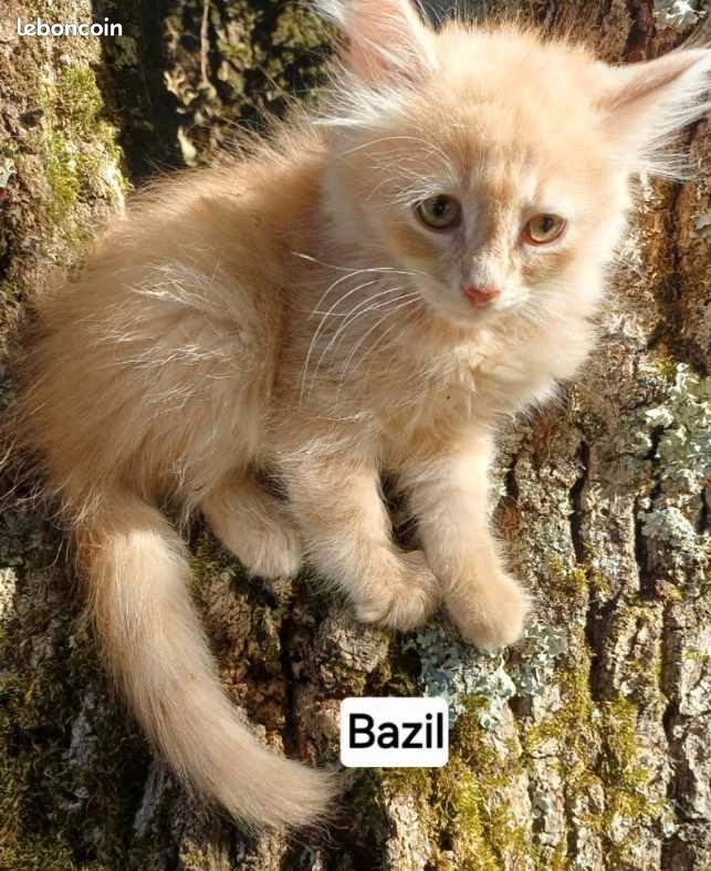 Chaton sib&eacute;rien LOOF red creme tabby