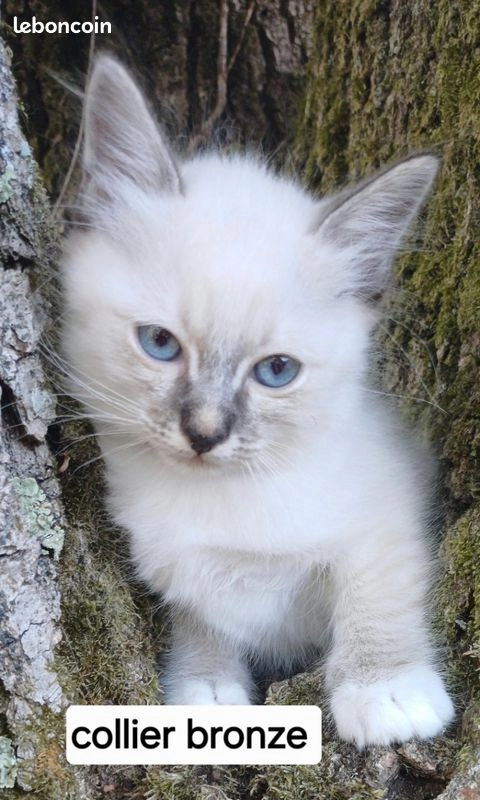 Chaton sacré de Birmanie