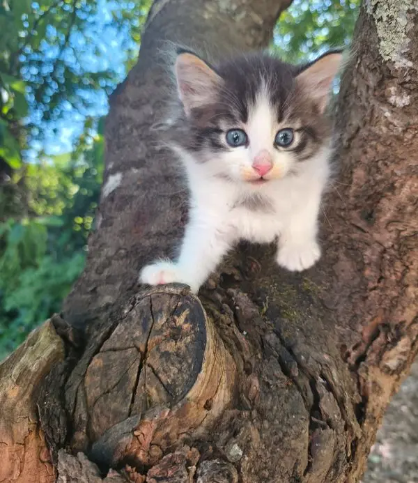 Chaton Sib&eacute;rien LOOF 3