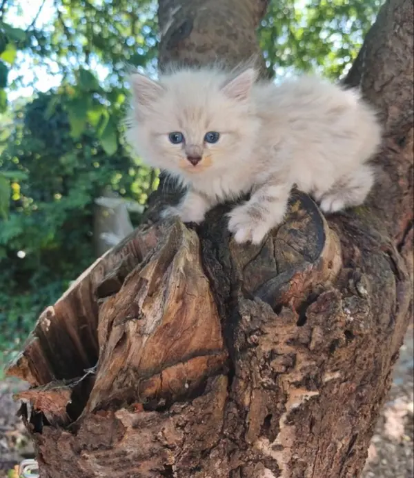 Chaton Sib&eacute;rien LOOF 2