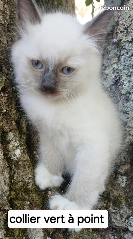 Chaton sacr&eacute; de Birmanie m&acirc;le loof