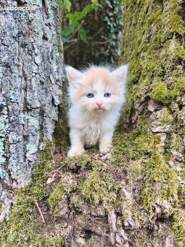 Chaton Sib&eacute;rien m&acirc;le 3