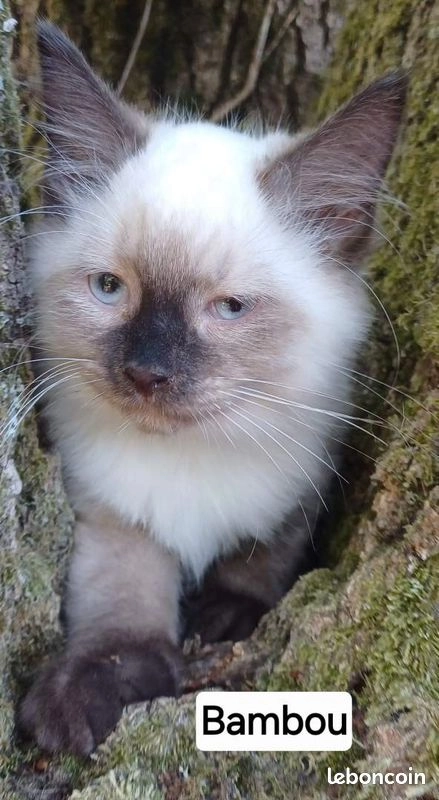 Chaton sib&eacute;rien LOOF m&acirc;le