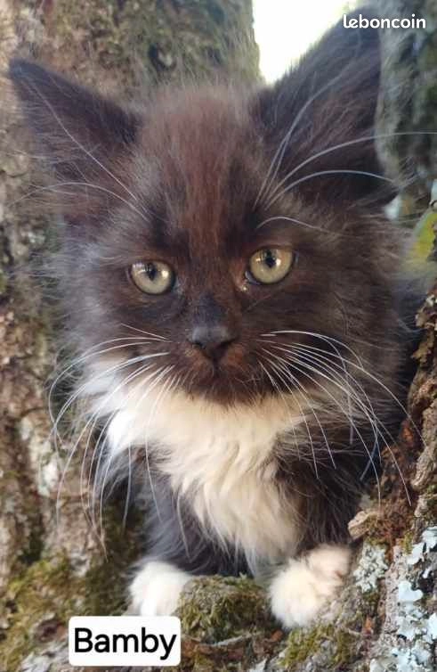 Chaton sib&eacute;rien LOOF m&acirc;le