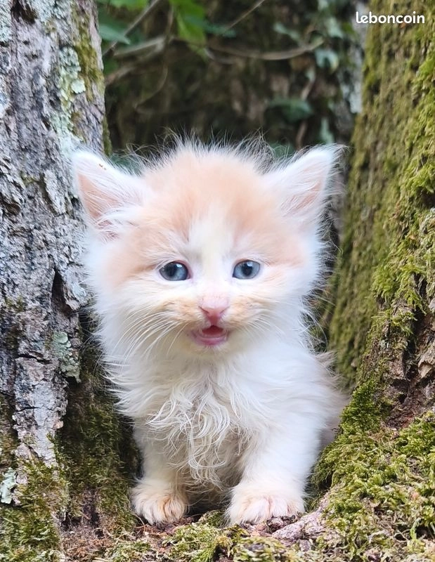 Chaton Sib&eacute;rien m&acirc;le 1