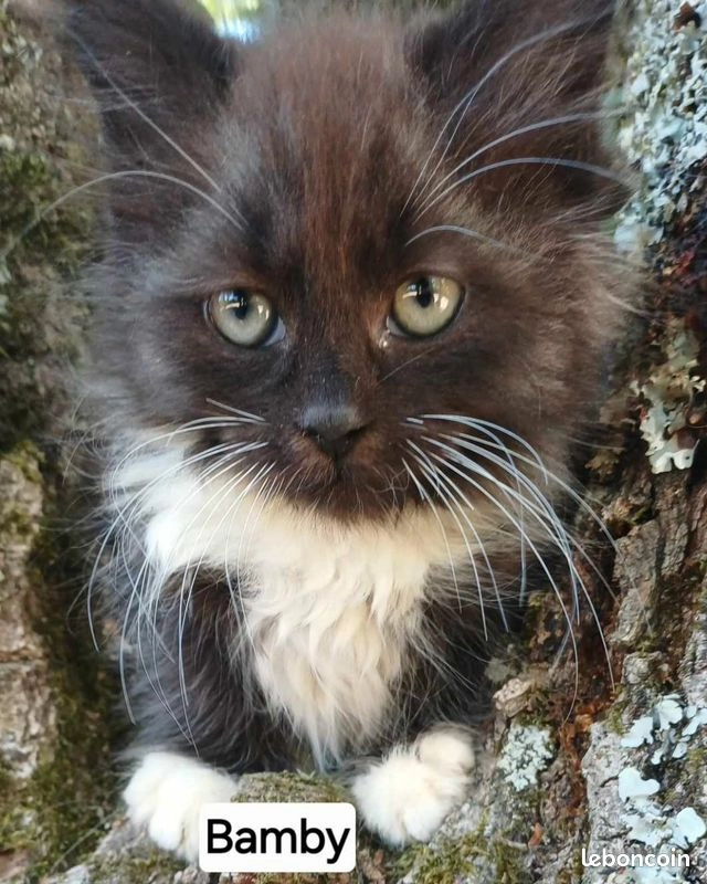 Chaton sib&eacute;rien LOOF m&acirc;le
