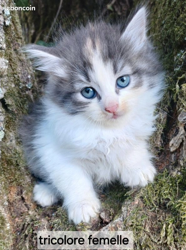 Chatons sib&eacute;riens LOOF