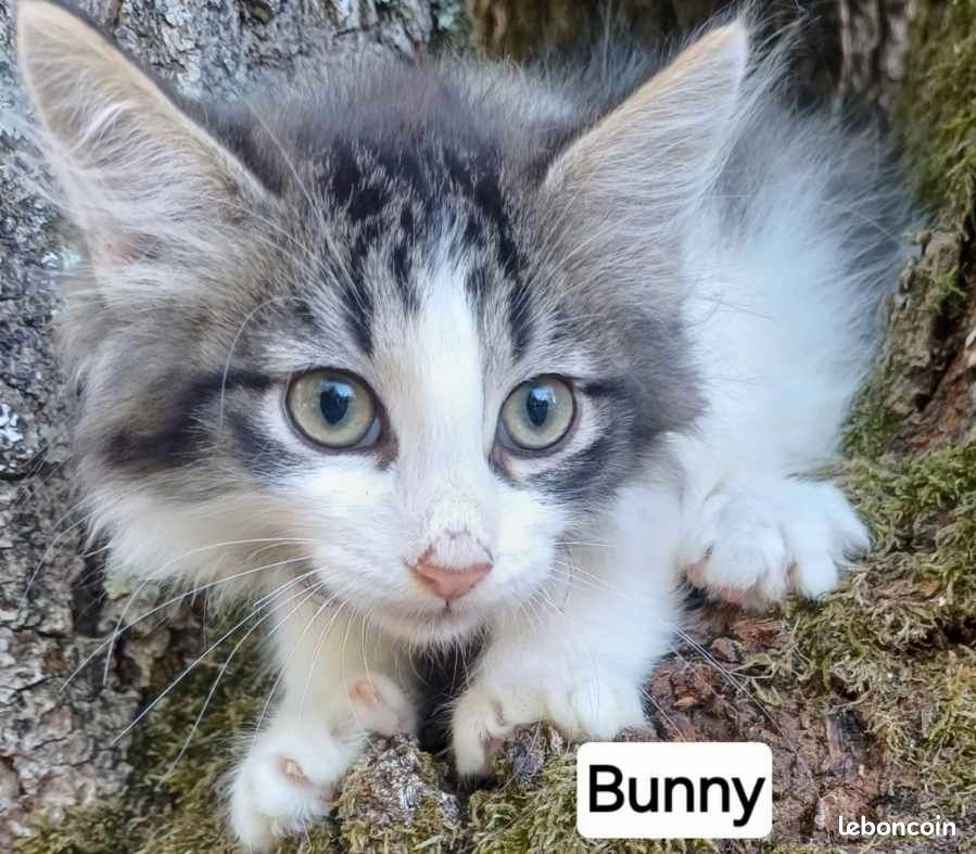Chaton sib&eacute;rien loof male