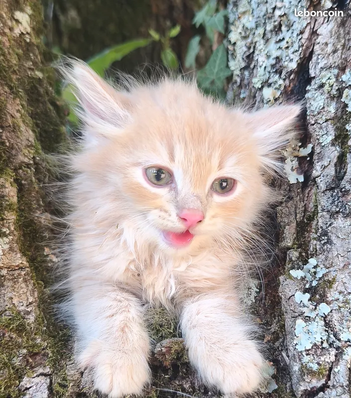 Chaton Sib&eacute;rien LOOF 1