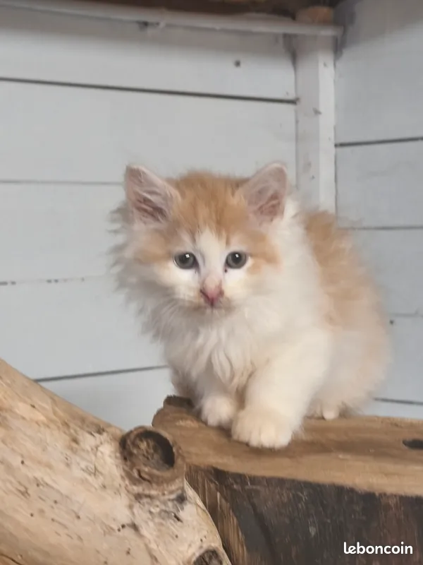 Chaton Sib&eacute;rien LOOF 2