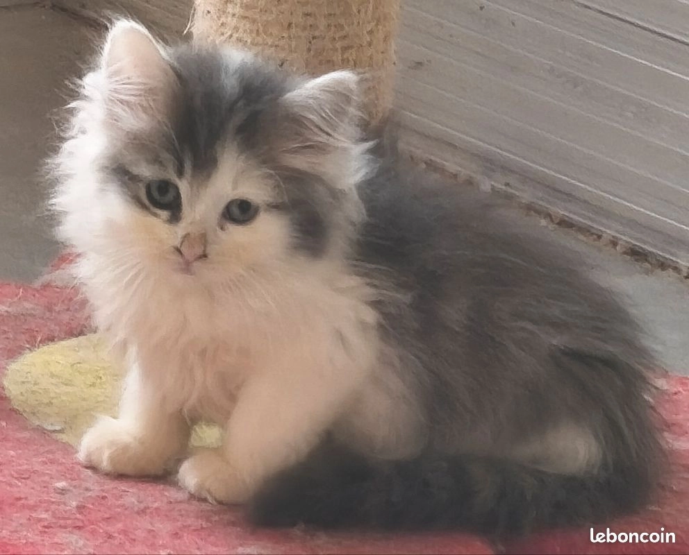 Chaton Sib&eacute;rien LOOF 3