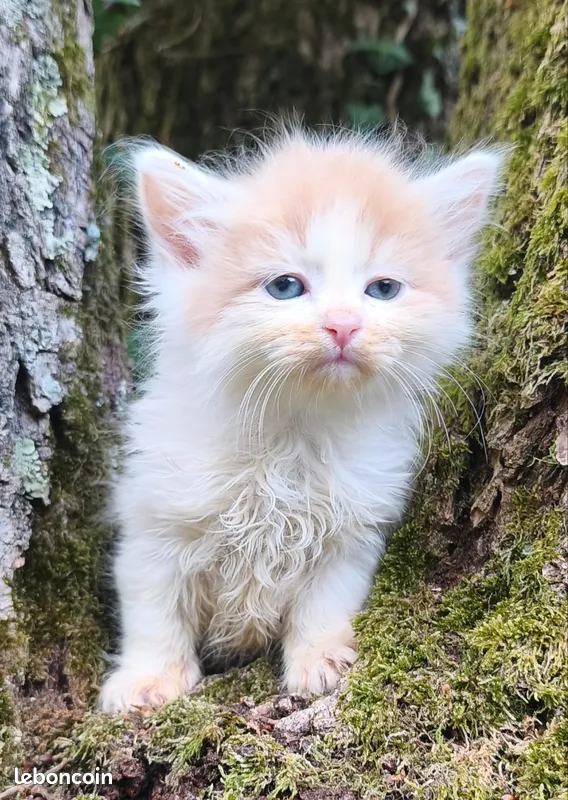 Chaton Sib&eacute;rien m&acirc;le 2