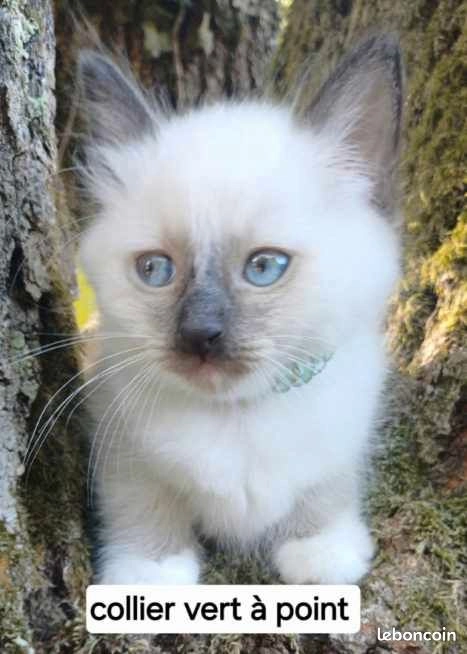 Chaton sacré de Birmanie mâle loof