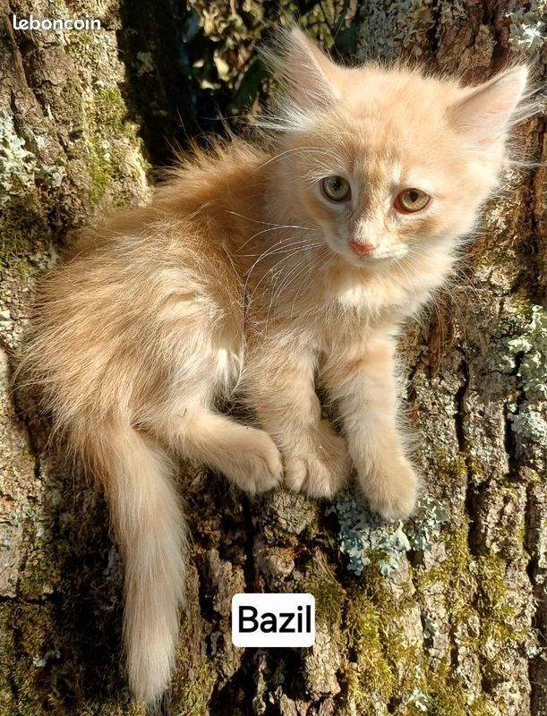 Chaton sib&eacute;rien LOOF red creme tabby