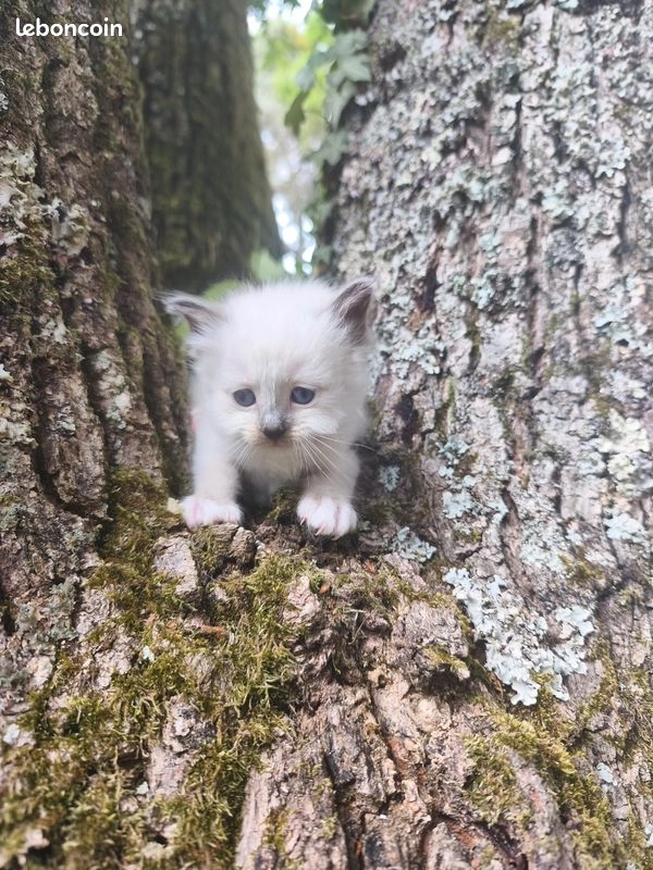 Chaton Sacr&eacute; de Birmanie 1