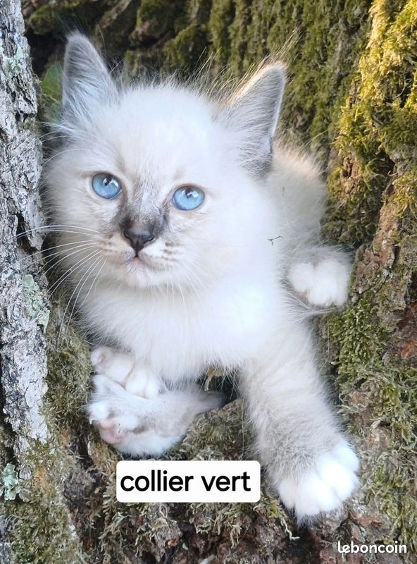 Chaton sacr&eacute; de Birmanie m&acirc;le loof