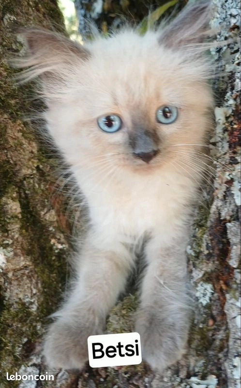 Chaton sibérien femelle LOOF seal point