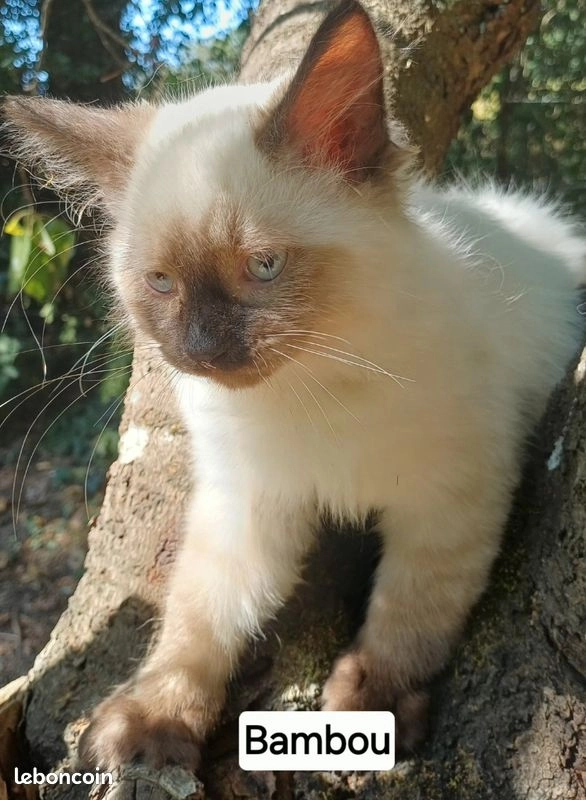 Chaton sibérien LOOF mâle