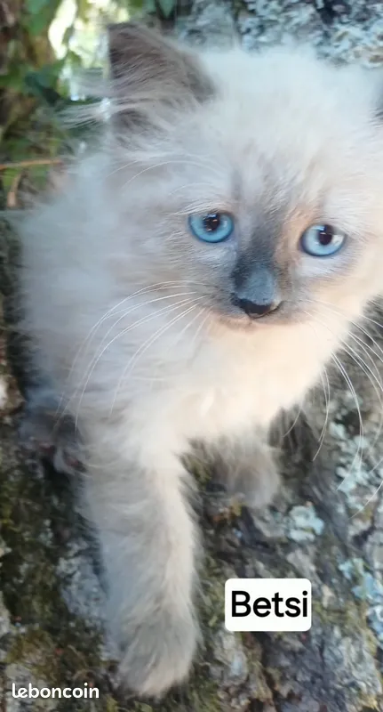 Chaton sib&eacute;rien femelle LOOF seal point