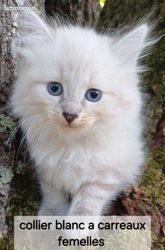 Chaton Sib&eacute;rien LOOF 4