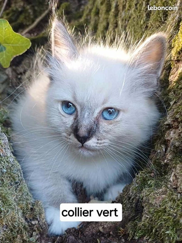 Chaton sacr&eacute; de Birmanie m&acirc;le loof