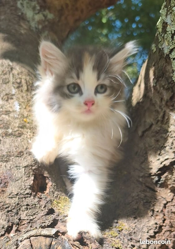 Chatons sib&eacute;riens LOOF