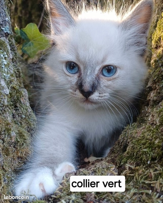 Chaton sacré de Birmanie mâle loof
