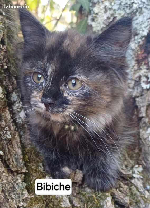 Chaton sib&eacute;rien LOOF femelle Black tortie