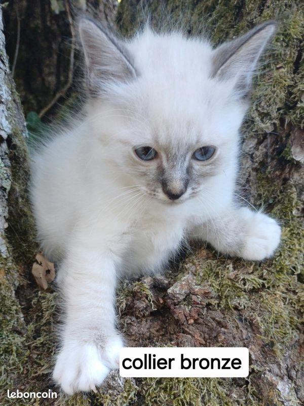 Chaton sacr&eacute; de Birmanie