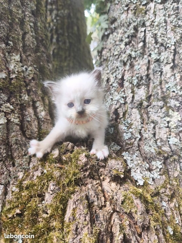 Chaton Sacr&eacute; de Birmanie 3