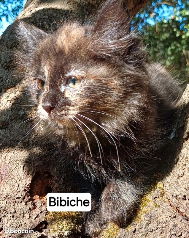 Chaton sib&eacute;rien LOOF femelle Black tortie