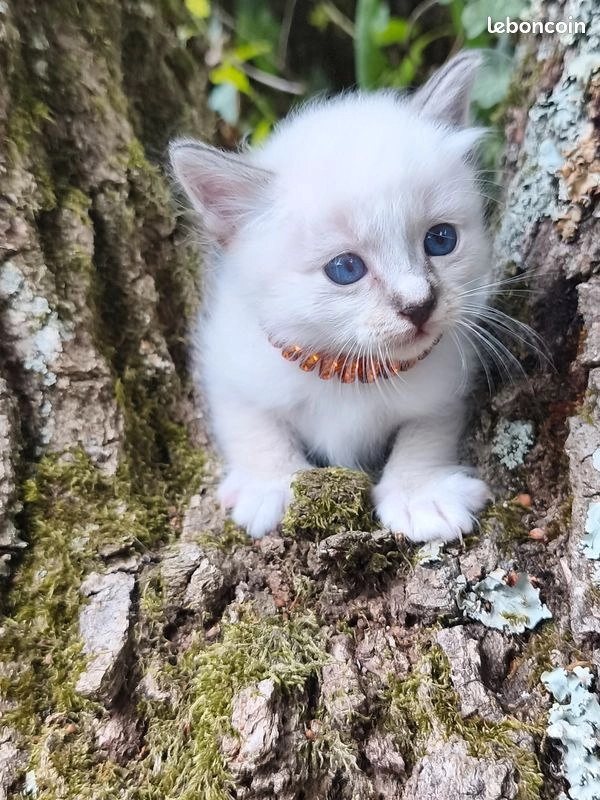Chaton Sib&eacute;rien m&acirc;le 1
