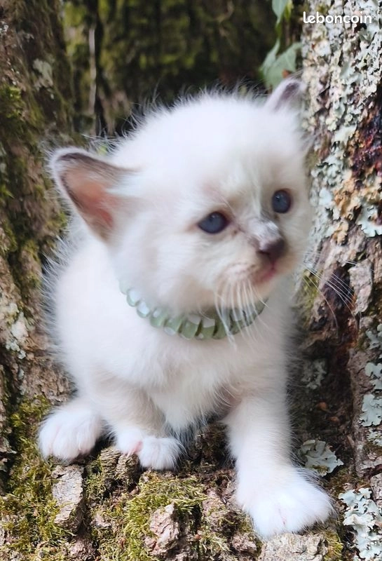 Chaton Sib&eacute;rien m&acirc;le 2
