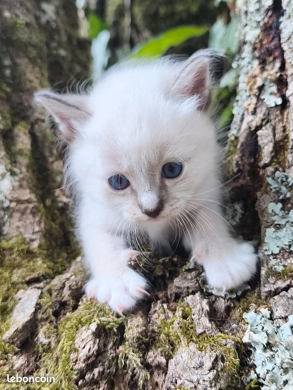 Chaton Sib&eacute;rien m&acirc;le 3