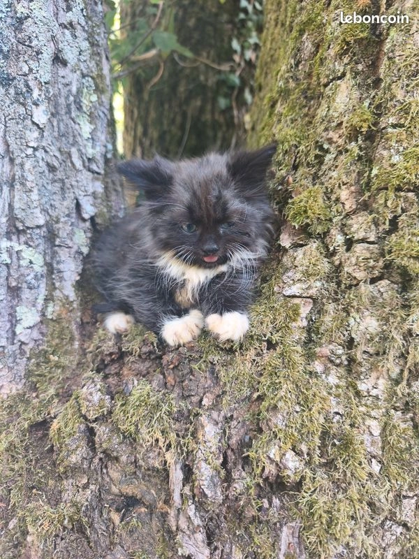 Chaton Sib&eacute;rien m&acirc;le LOOF 2