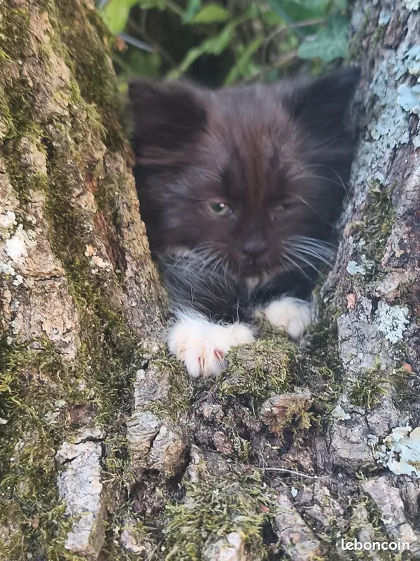Chaton Sib&eacute;rien m&acirc;le LOOF 1
