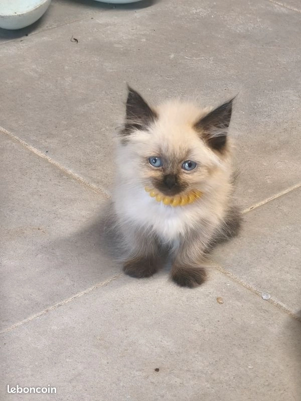 Chaton Sib&eacute;rien Neva 1