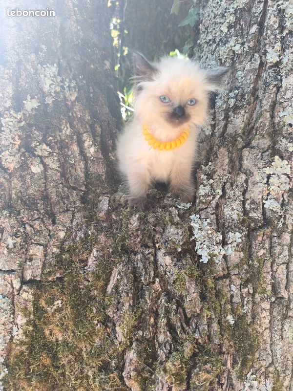 Chaton Sib&eacute;rien Neva 3