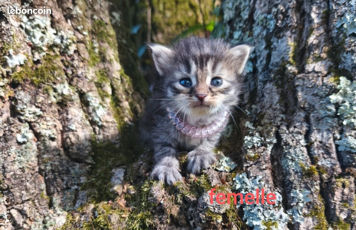 Chaton Sib&eacute;rien LOOF 3