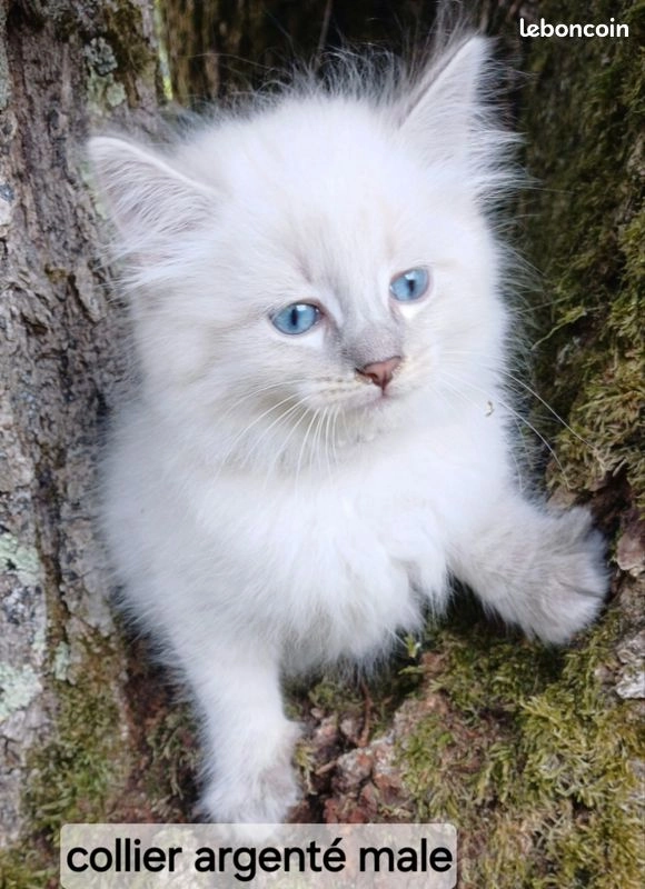 Chaton sibérien loof