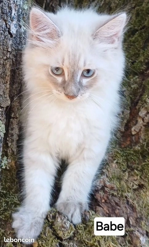 Chaton sib&eacute;rien loof