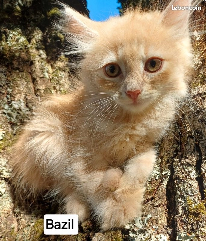 Chaton sibérien LOOF red creme tabby