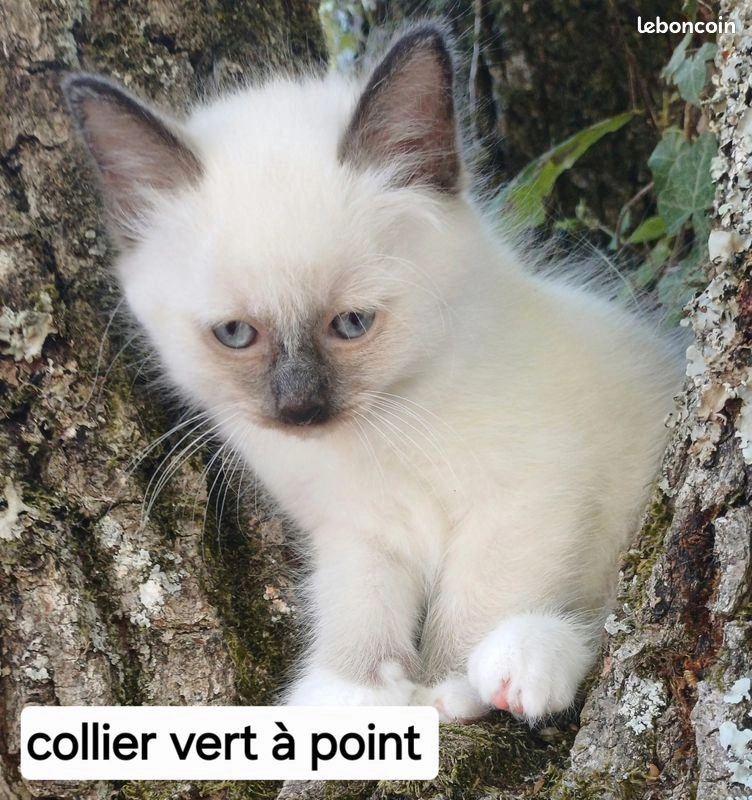 Chaton sacr&eacute; de Birmanie m&acirc;le loof