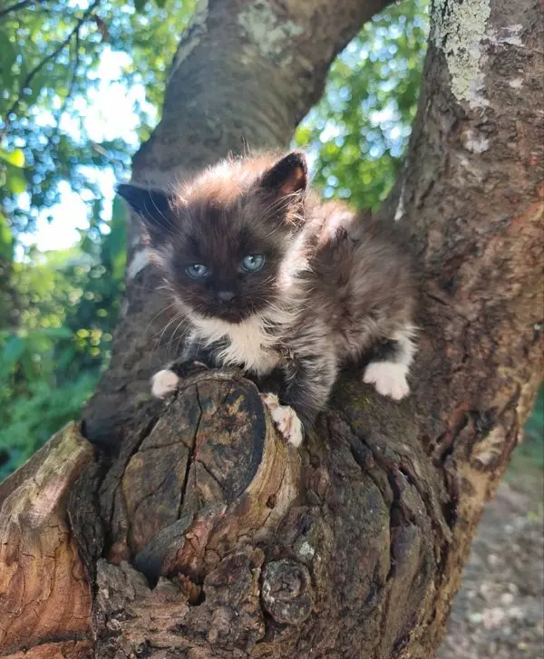 Chaton Sib&eacute;rien m&acirc;le LOOF 3